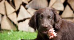 Perro comiendo carne cruda