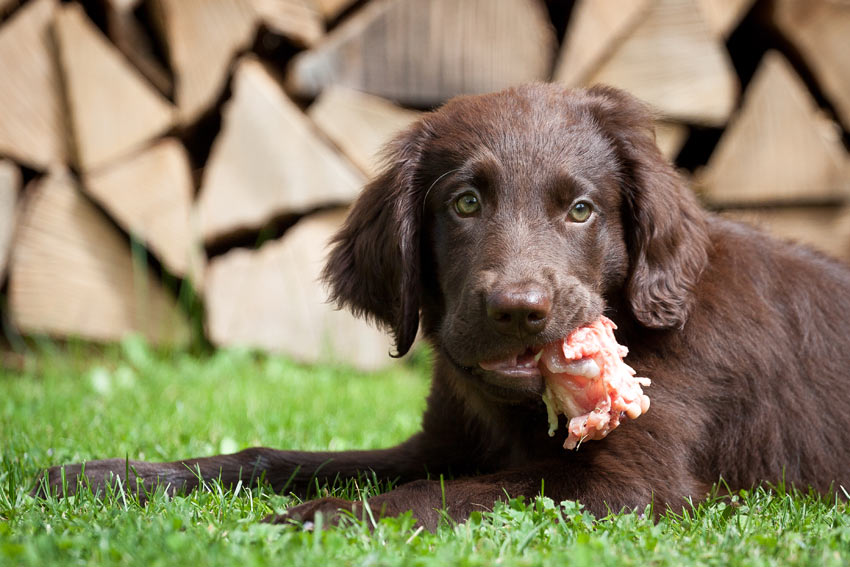 Perro comiendo carne cruda