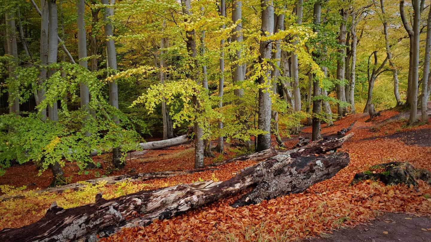 Jasmund National Park