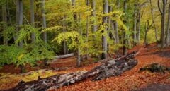 Guía para aprender a caminar (y disfrutar de la naturaleza)