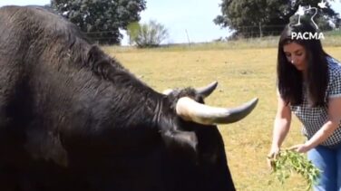 ¿Buey o toro? El enredo entre Cayetano Rivera y Pacma por un vídeo