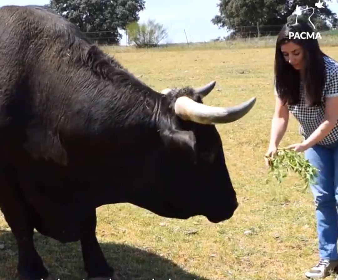 Captura del vídeo de Pacma.