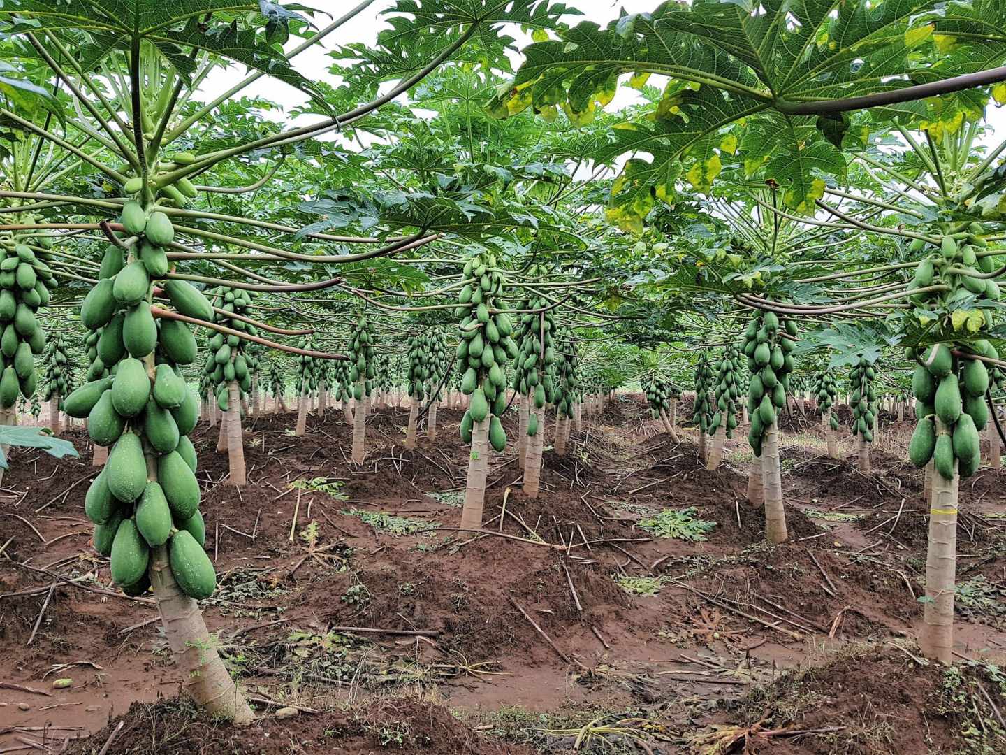 Uno de los problemas que se plantea el mundo agrícola es cómo mejorar las proteínas de las plantas de cultivo.