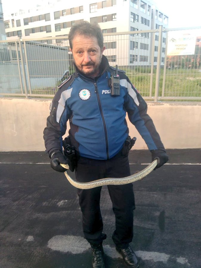 Un agente de la Policía Municipal de Madrid con la serpiente.