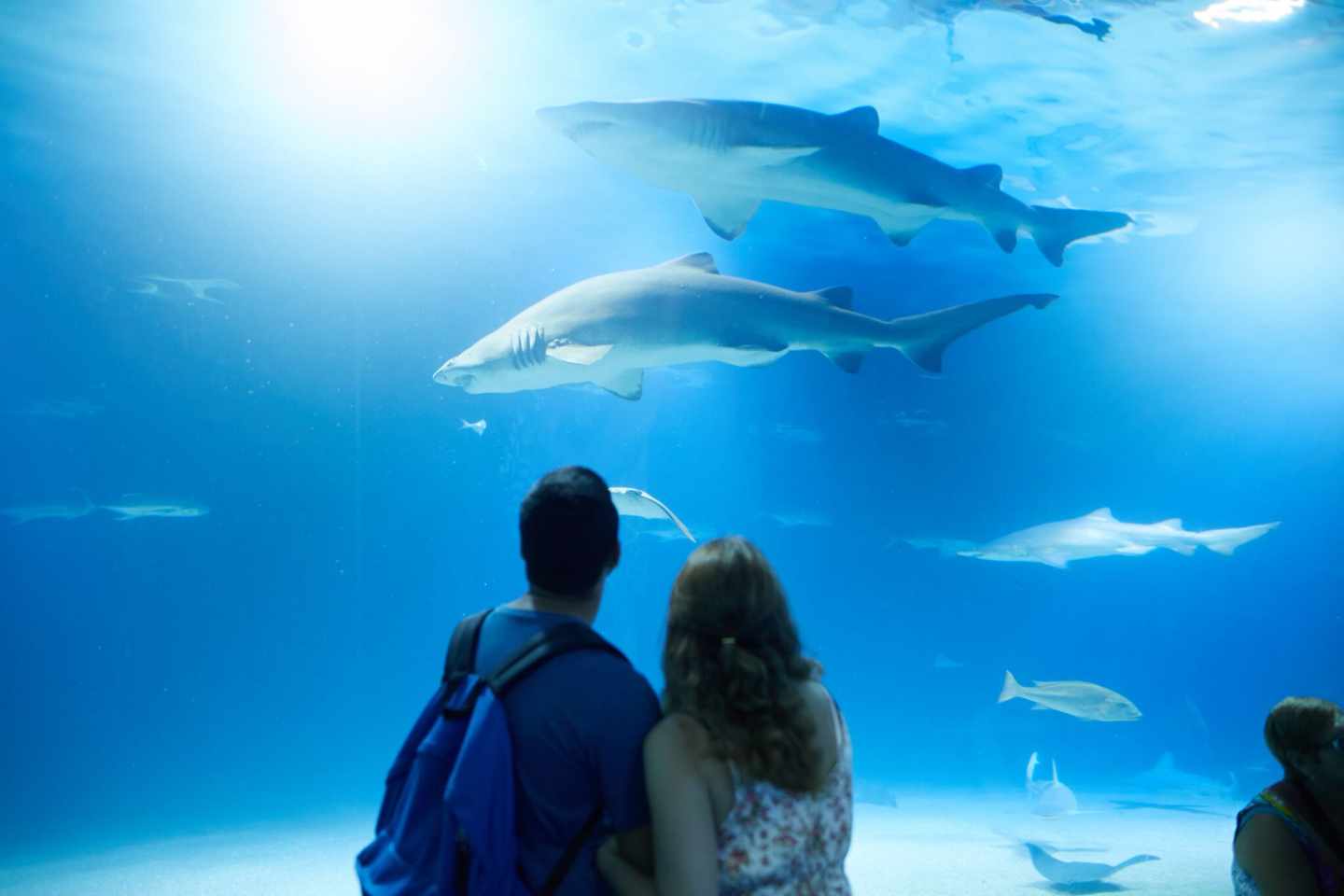 Dos personas contemplan tiburones en el Oceanogràfic de Valencia