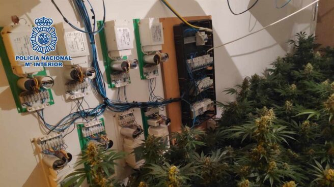 Desmantelado en Málaga un cultivo de marihuana de 231 plantas en una vivienda