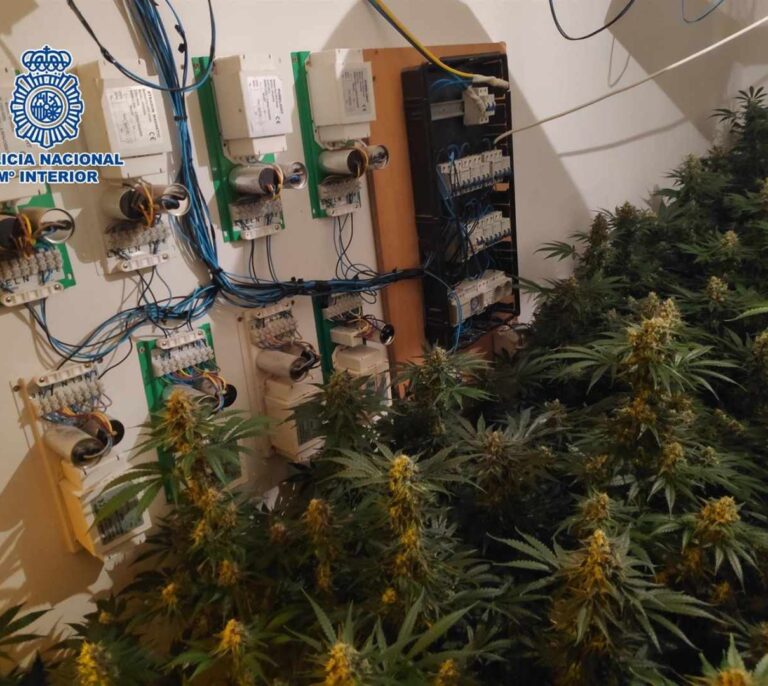 Desmantelado en Málaga un cultivo de marihuana de 231 plantas en una vivienda