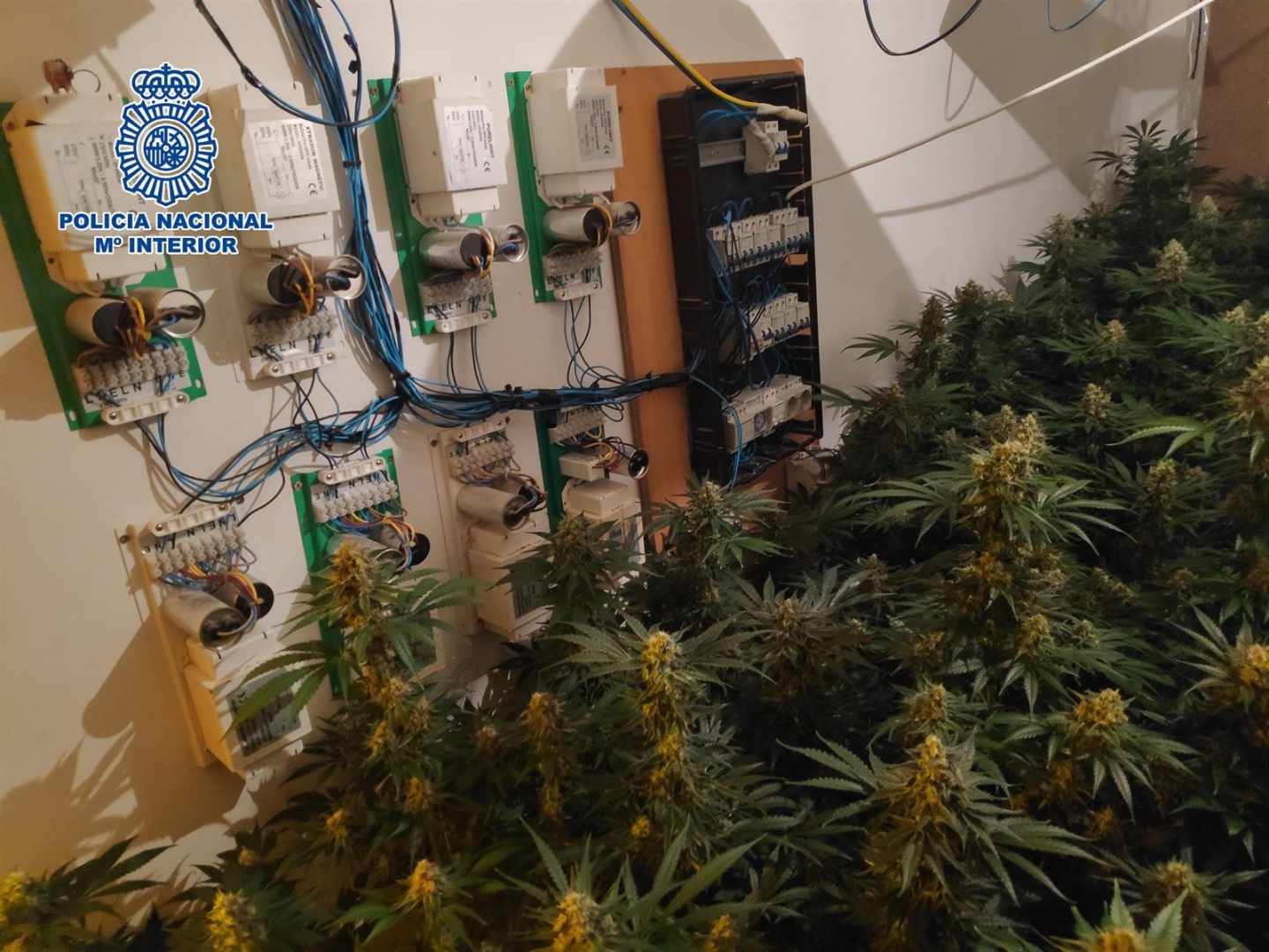 Desmantelado en Málaga un cultivo de marihuana de 231 plantas en una vivienda