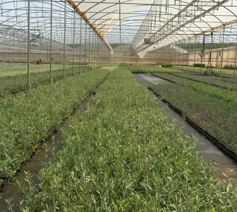 Biofertilizantes pata negra