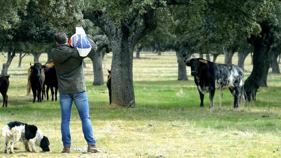 Abascal echa pienso a las vacas ante la atenta mirada de un semental