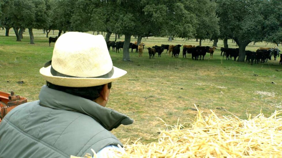 Un cuidador de la finca contempla la ganadería