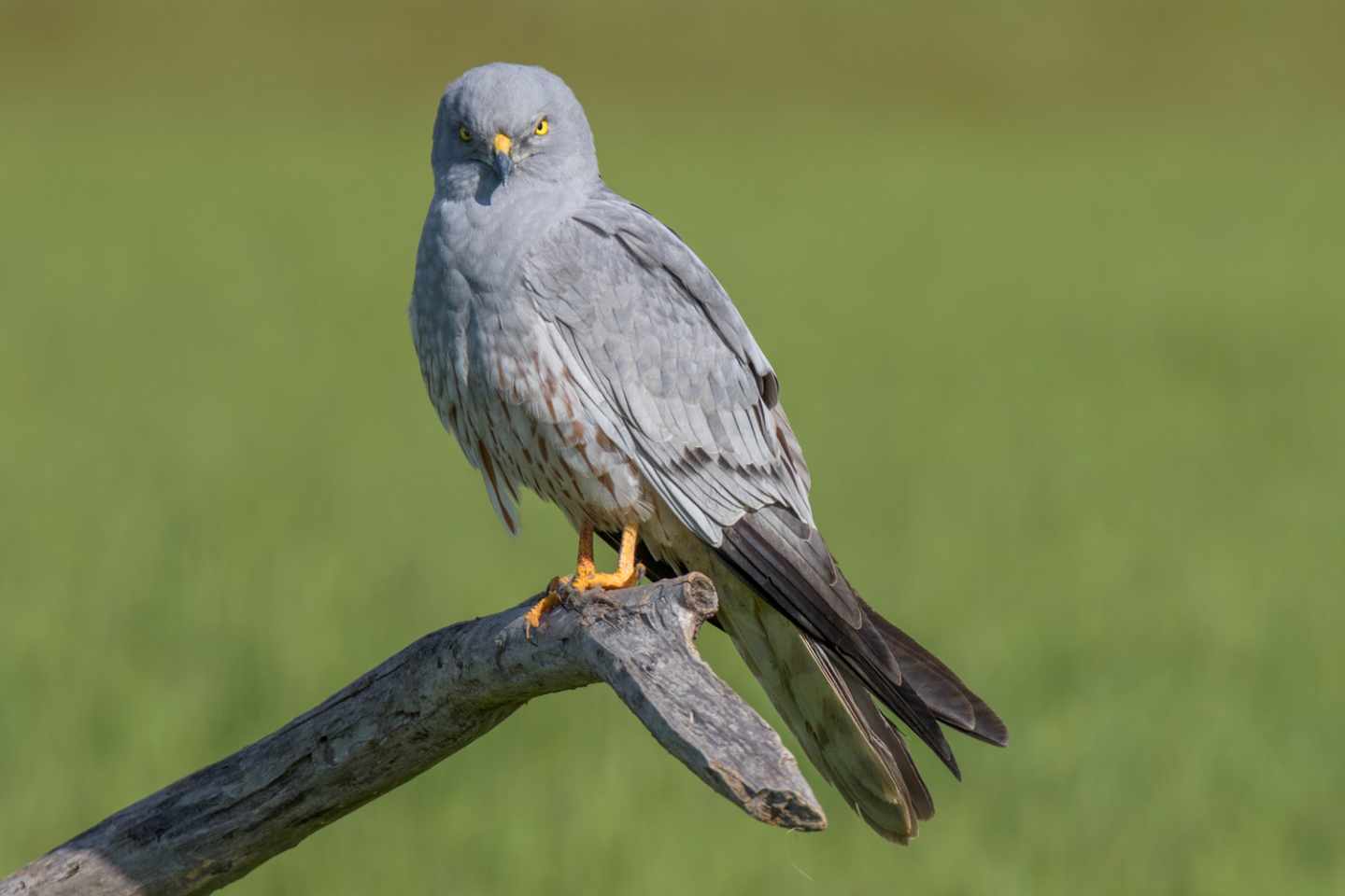 El aguilucho cenizo, desgraciadamente, se encuentra en preocupante declive en la región madrileña.