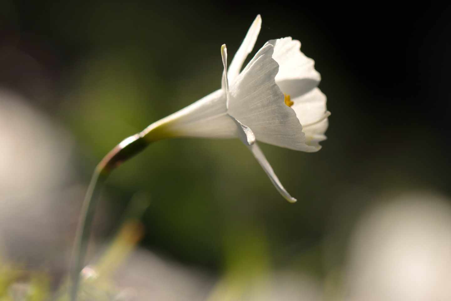 Hasta seis especies de narcisos crecen en Madrid, siendo Narcissus cantabricus el único de flores blancas.