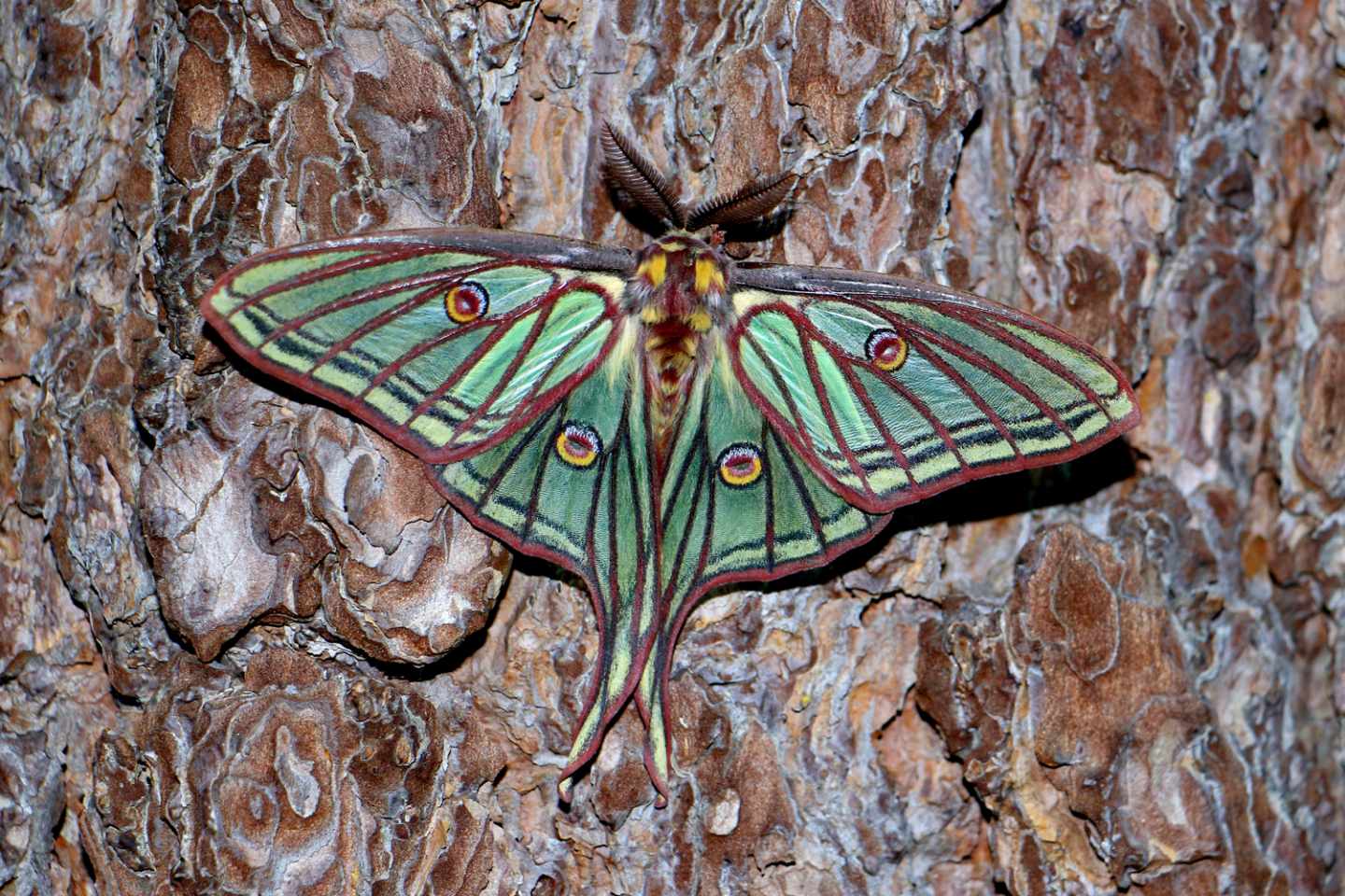 La mariposa isabelina, emblema de nuestra Sierra, deslumbra por su espectacular colorido y su belleza.