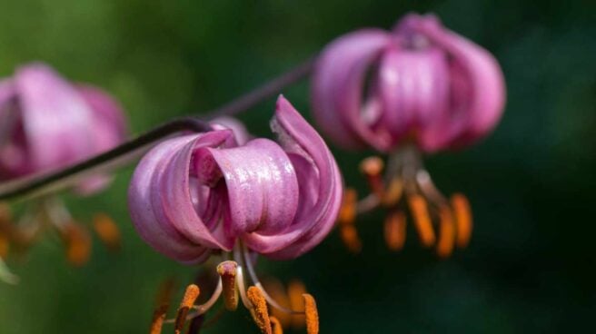 Las nuevas especies de plantas descubiertas en 2020