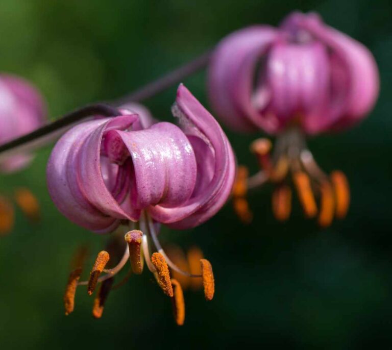 Las nuevas especies de plantas descubiertas en 2020