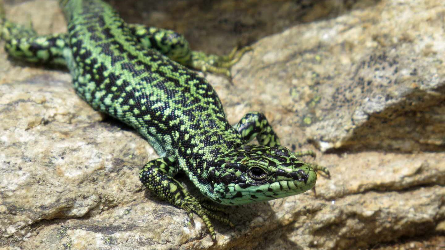 La lagartija carpetana solo está presente en la Sierra de Guadarrama y en otras montañas del Sistema Central.