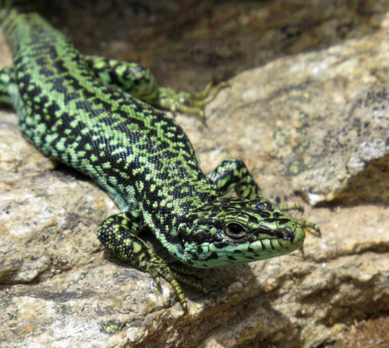 Diez tesoros naturales de Madrid