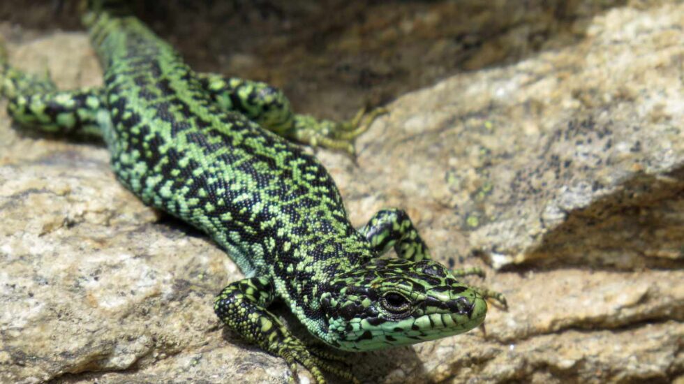 La lagartija carpetana solo está presente en la Sierra de Guadarrama y en otras montañas del Sistema Central.