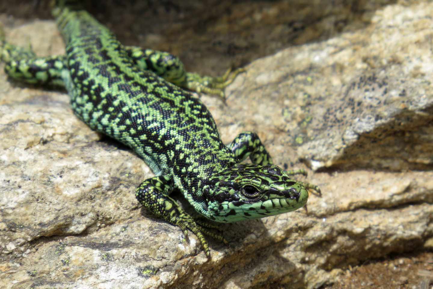 La lagartija carpetana solo está presente en la Sierra de Guadarrama y en otras montañas del Sistema Central.