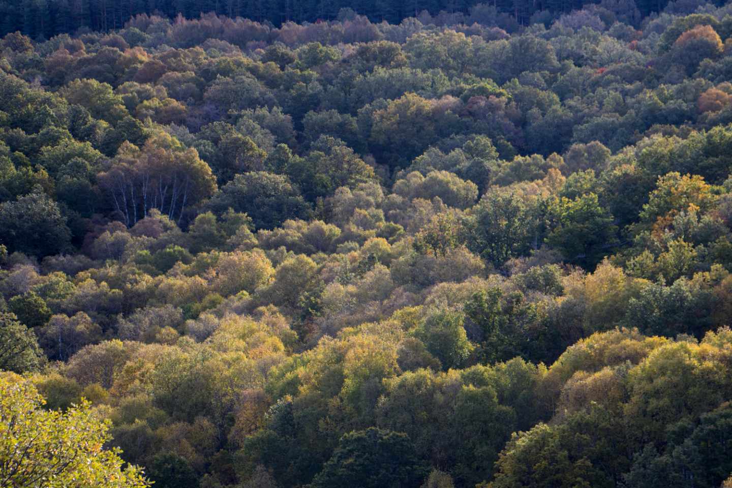 La Dehesa de Somosierra luce en otoño sus mejores galas, ataviada de un sinfín de tonalidades doradas.