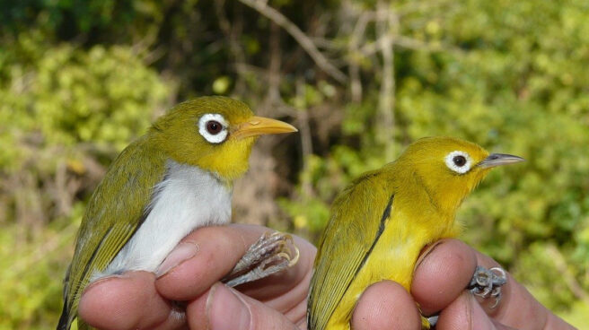 Estas son las dos nuevas aves descubiertas en Indonesia