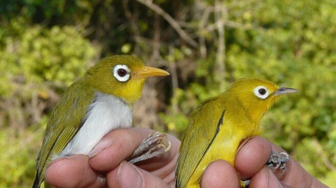 Wakatobi y wanki wanki, nuevas especies descubiertas