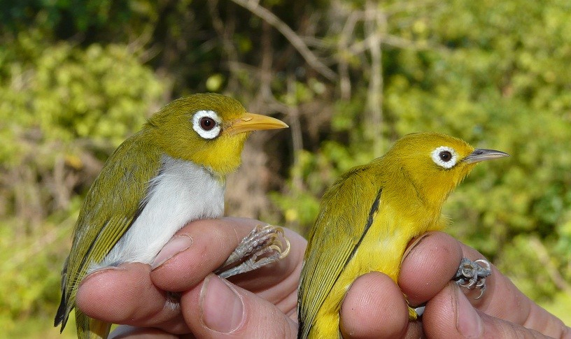 Wakatobi y wanki wanki, nuevas especies descubiertas