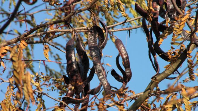 La algarroba, de fruto infravalorado a 'superalimento'