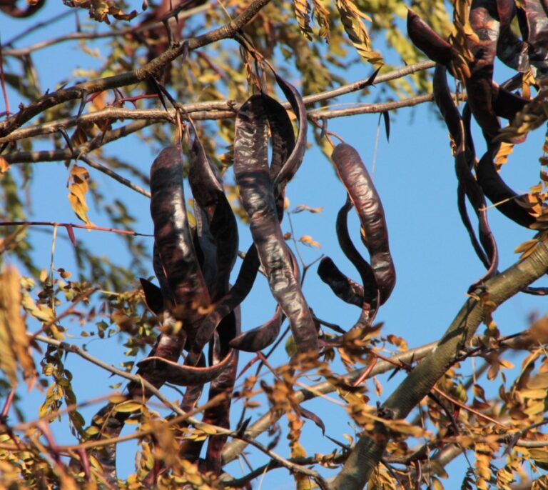 La algarroba, de fruto infravalorado a 'superalimento'