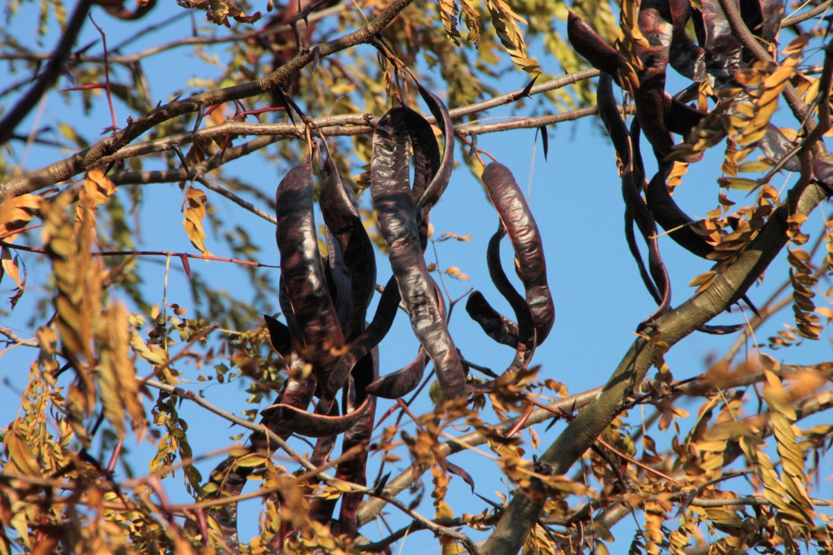 La algarroba, de fruto infravalorado a 'superalimento'