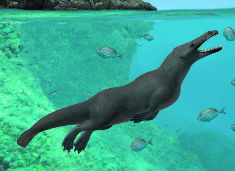 Ballenas de cuatro patas poblaron el Pacífico hace 50 millones de años