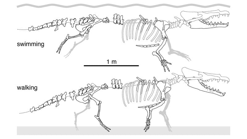 Fosil de ballena de cuatro patas