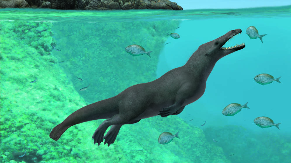 Ballenas de cuatro patas poblaron el Pacífico hace 50 millones de años