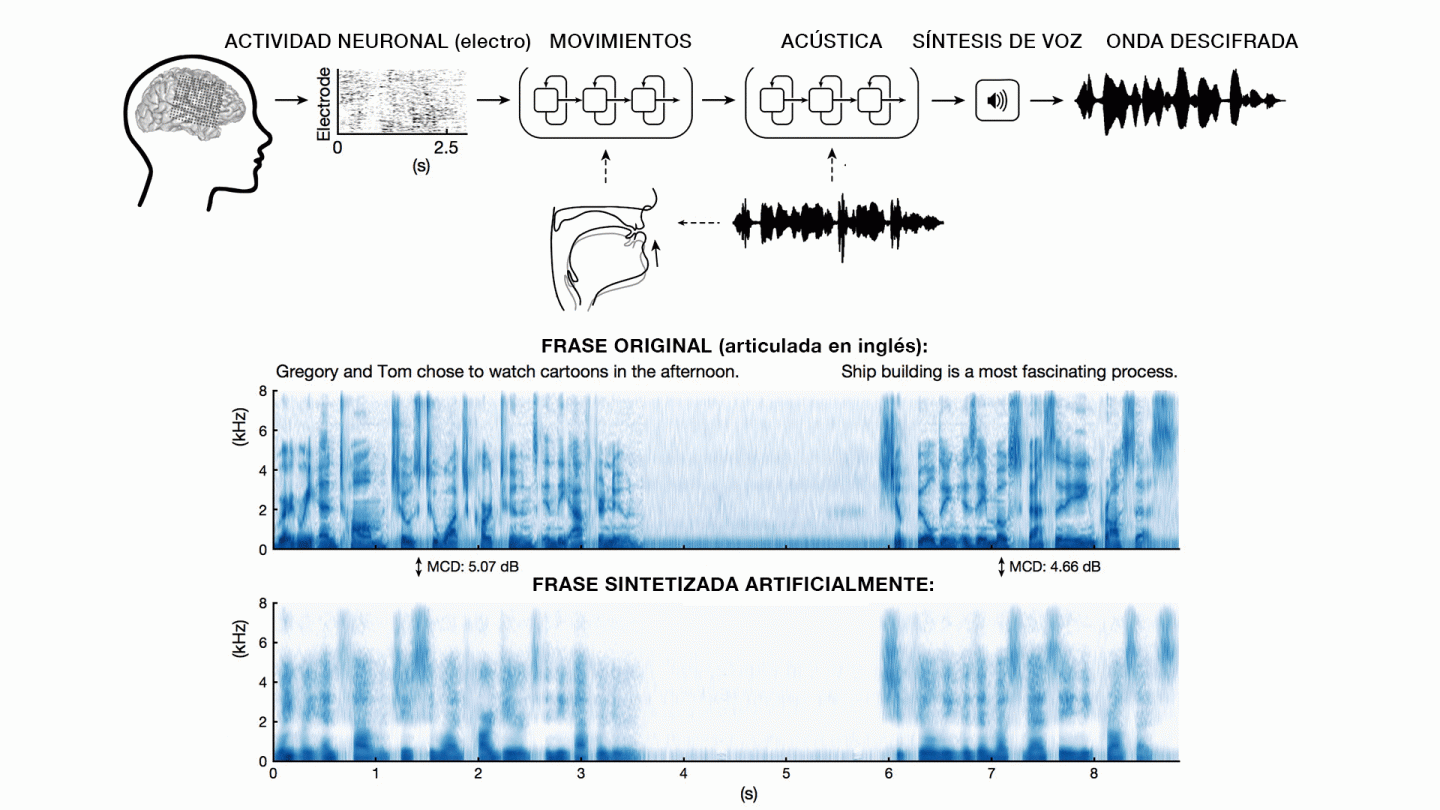 Esquema de cómo se traduce la actividad cortical en ondas de voz