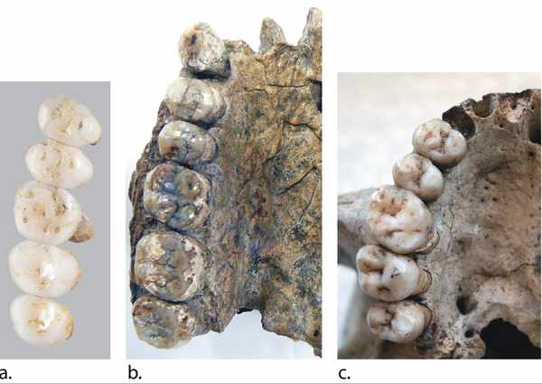 La relevancia de Luzón en la evolución del género Homo