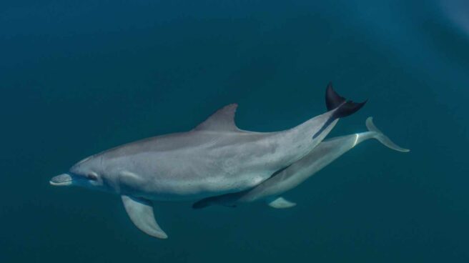 Delfín con su cría