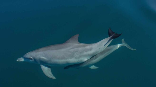 Las olas de calor, amenaza mortal para los delfines