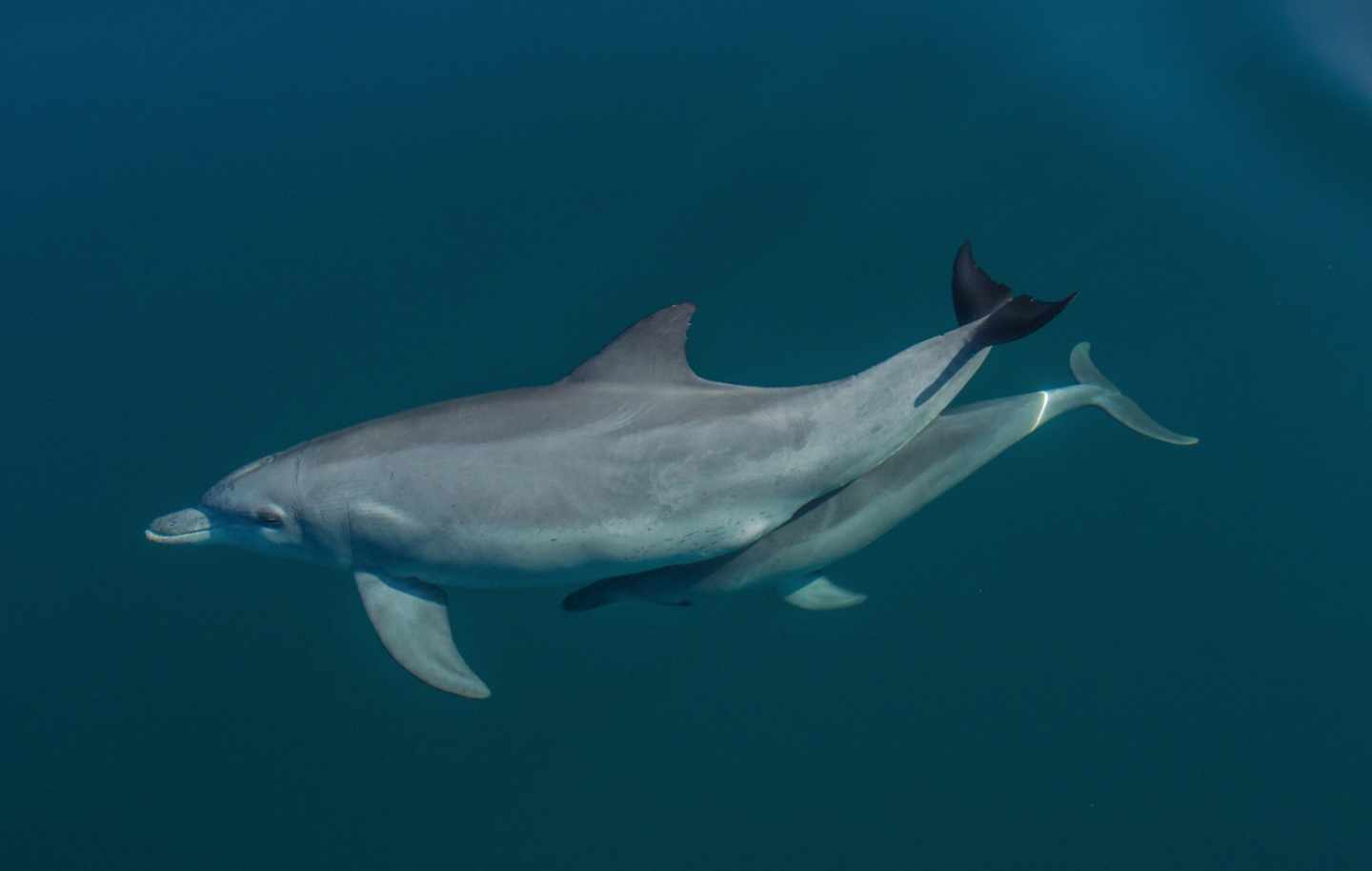 Delfín con su cría
