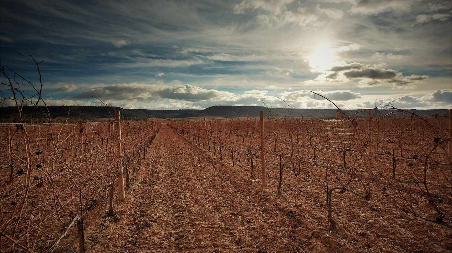 Viñedos de la bodega Vega Sicilia, en la Ribera del Duero.