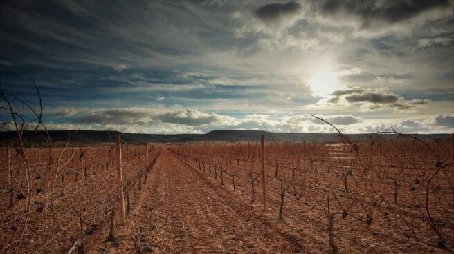 Viñedos de la bodega Vega Sicilia, en la Ribera del Duero.