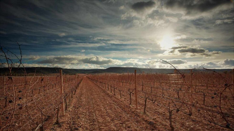 Viñedos de la bodega Vega Sicilia, en la Ribera del Duero.