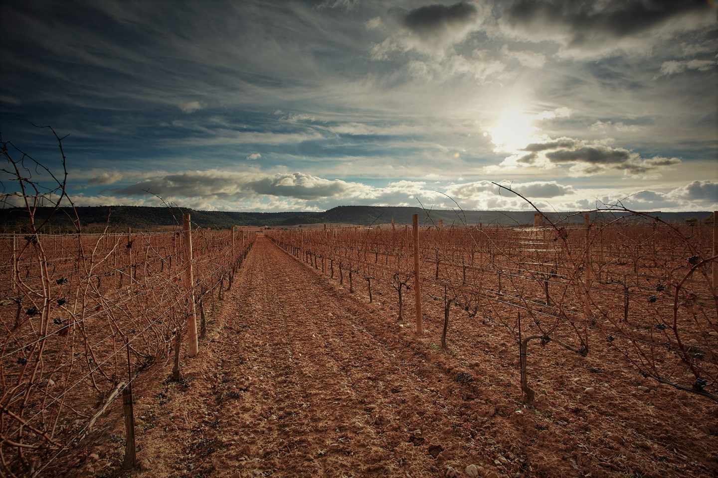 Viñedos de la bodega Vega Sicilia, en la Ribera del Duero.