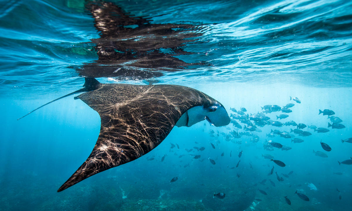 Manta Raya en Bali