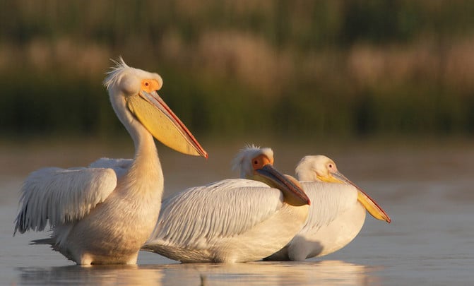 Pelícanos en la reserva del delta del Danuvio, en Rumanía