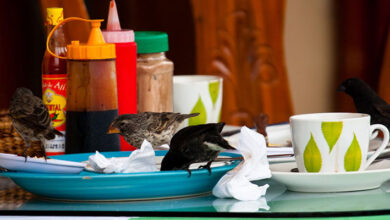 La comida basura humana está volviendo obesos a los pájaros de Darwin