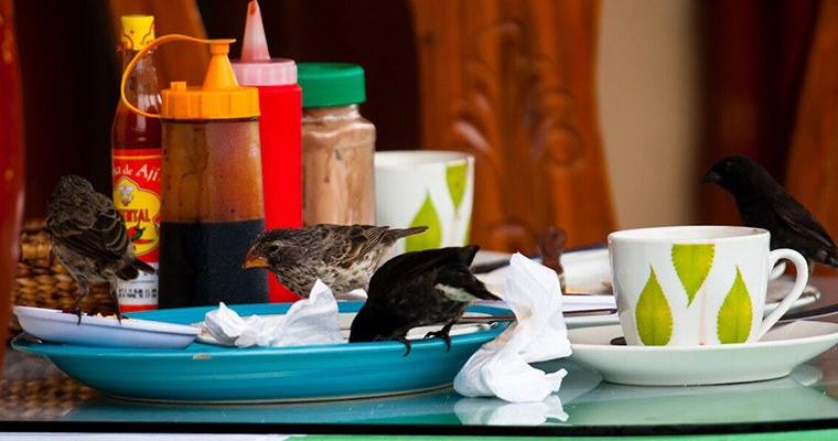 Pinzones comiendo restos de comida humana