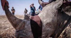 Cazadores de rinocerontes, una batalla por la supervivencia