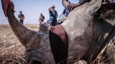 Cazadores de rinocerontes, una batalla por la supervivencia