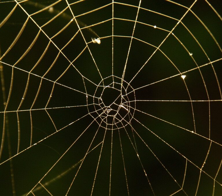 Bacterias para fabricar telarañas, el proyecto al que mira la NASA